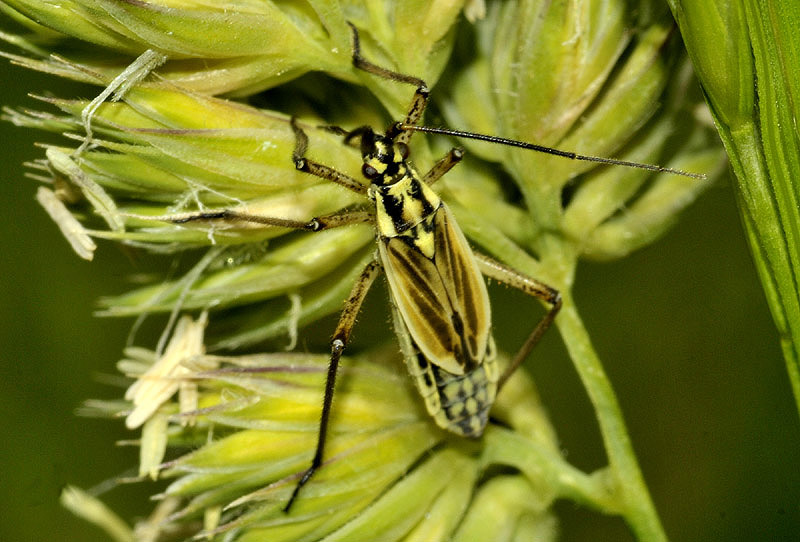 Miridae: Leptopterna dolabrata, femmina